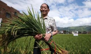 沙漠种植水稻成功 沙漠种植水稻成功